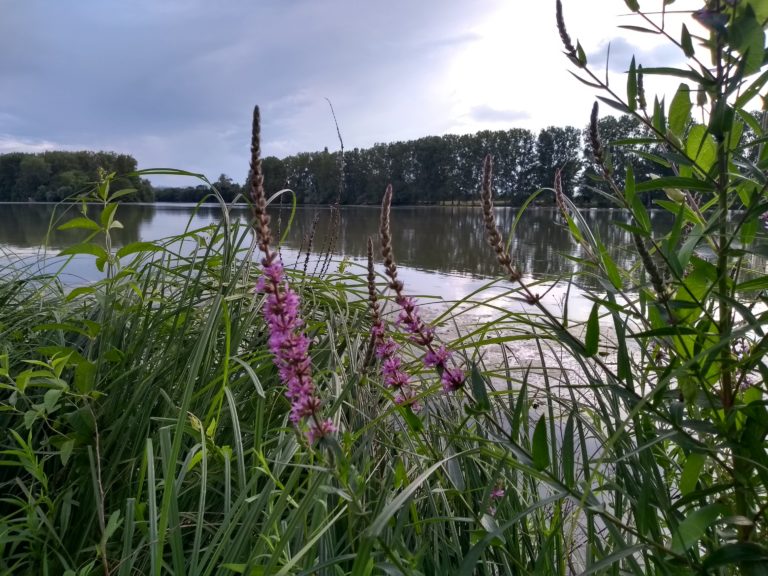 IMG_20210707_190742356_HDR