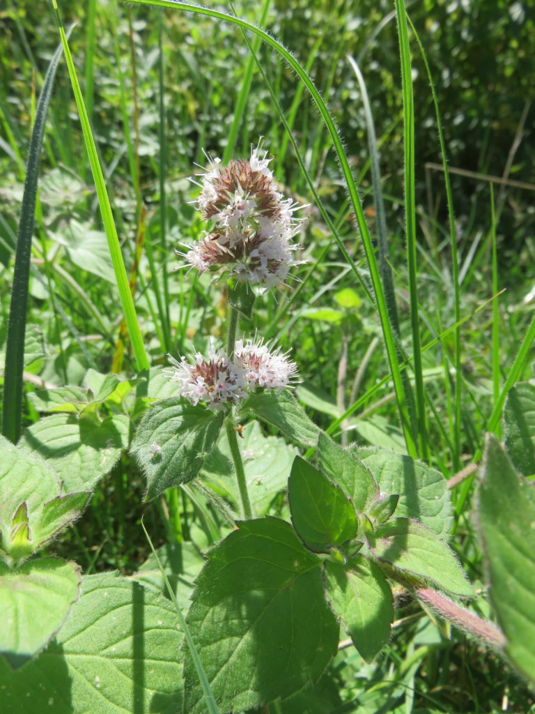 menthe aquatique