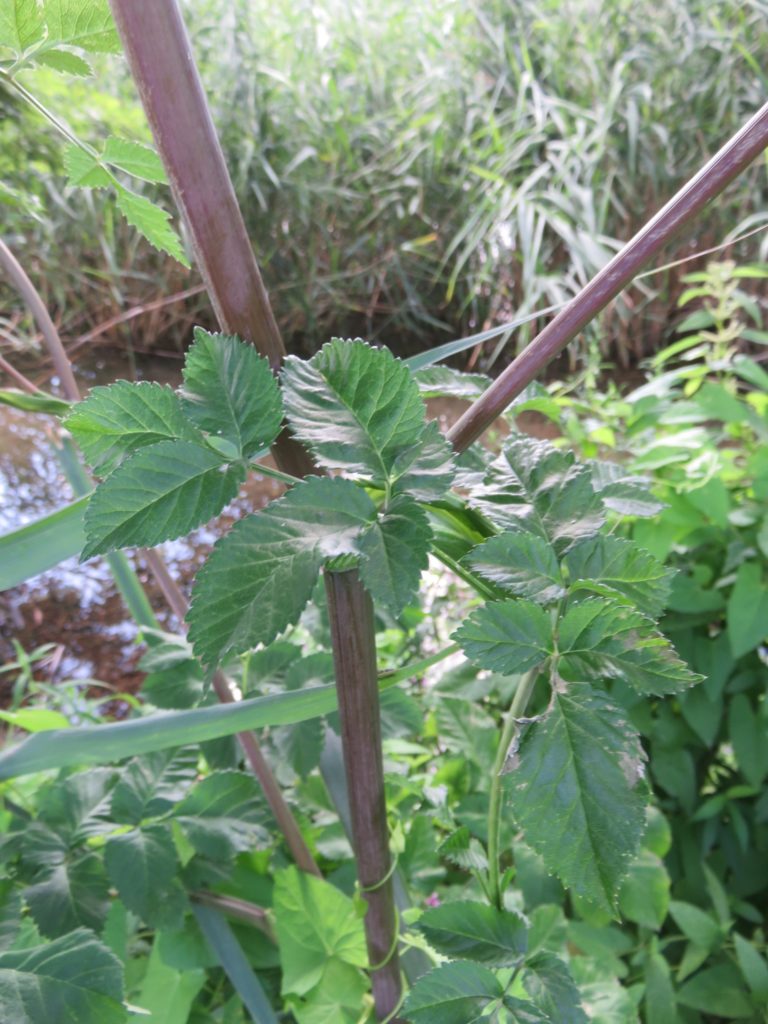 angélique des bois