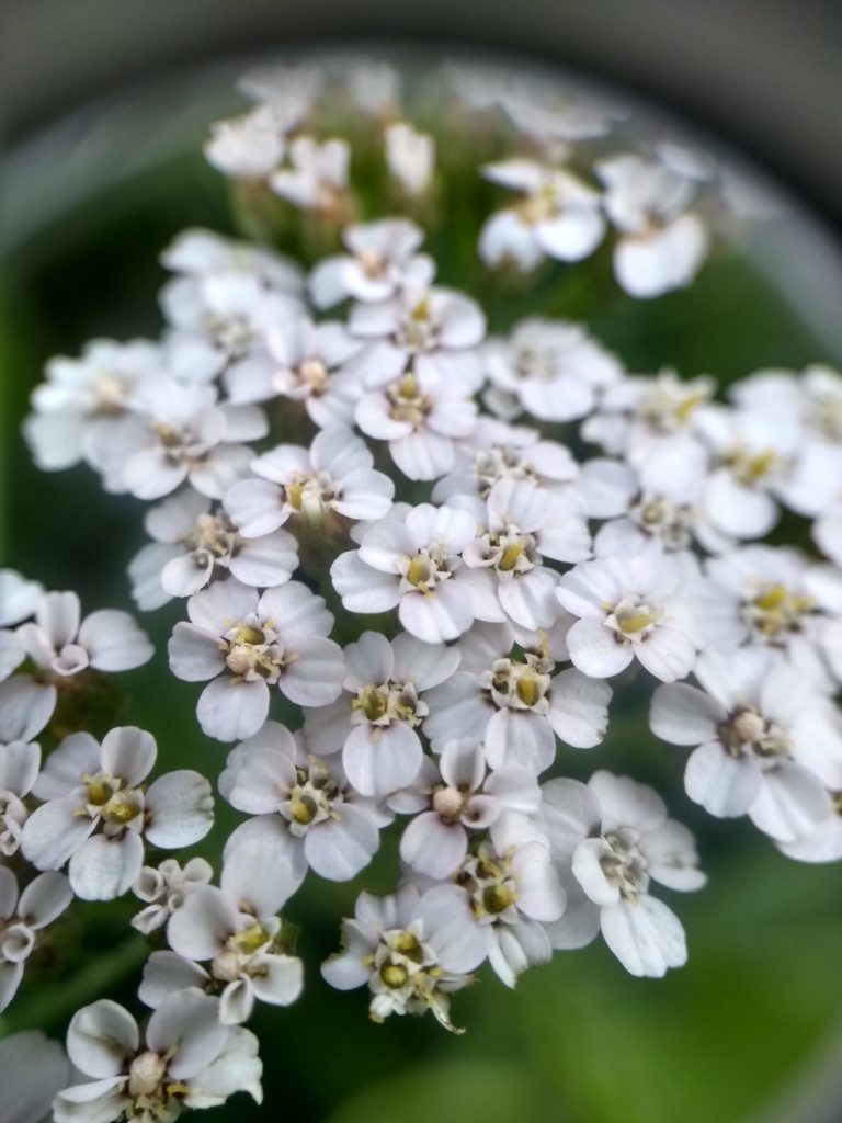 Achillée millefeuille