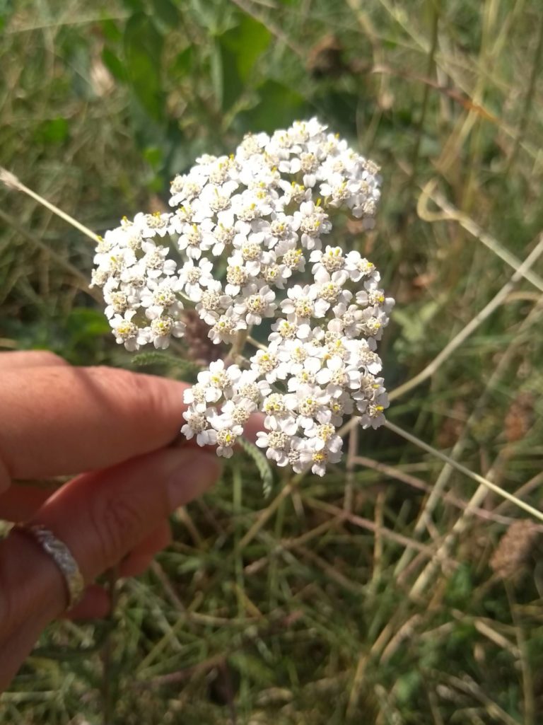 Achillée millefeuille