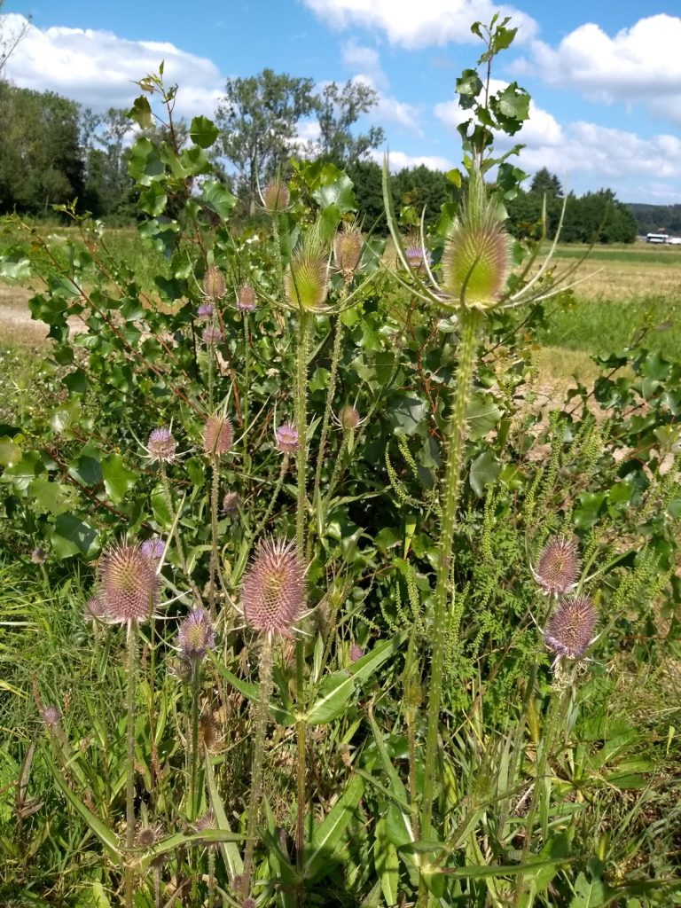 cardère