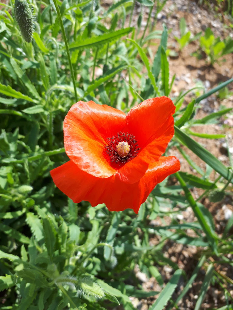 coquelicot