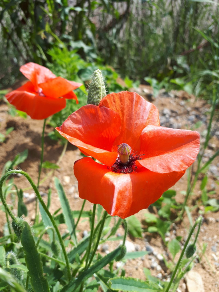 coquelicot