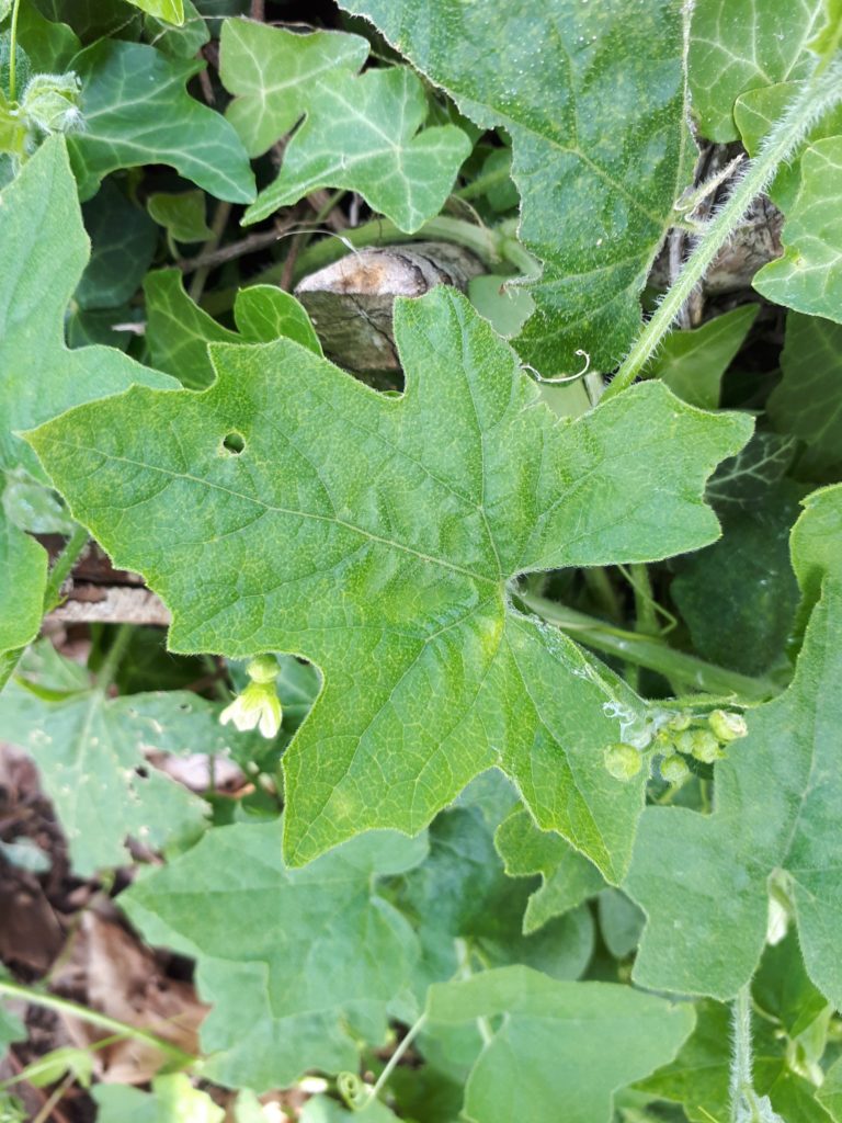 bryone feuille