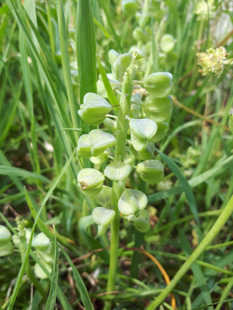 muscari à grappe