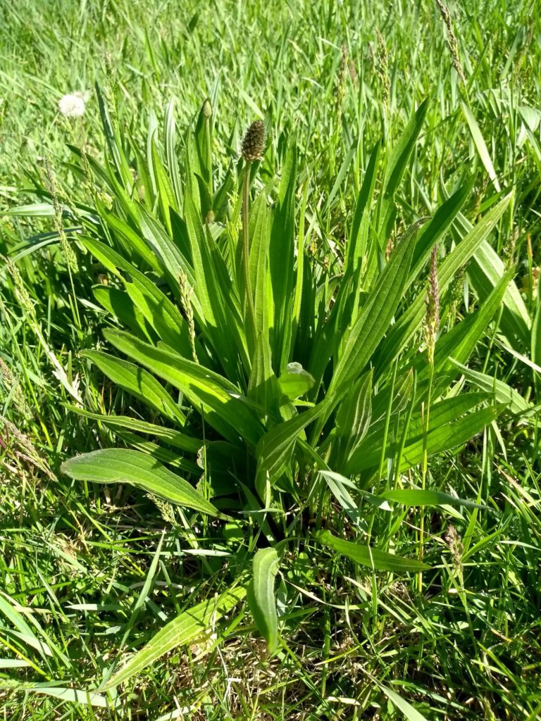 plantain lancéolé