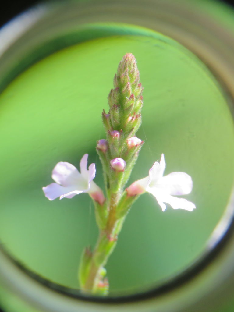 verveine officinale